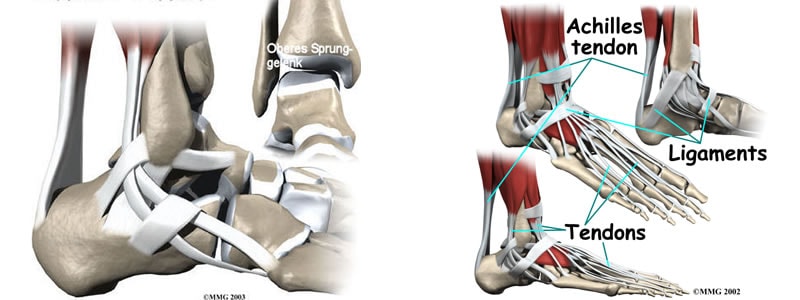 Zahlreiche Bänder- und Sehnen stabilisieren das Sprunggelenk